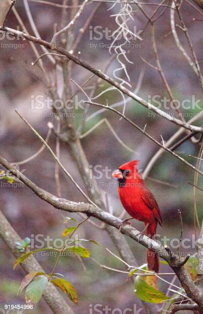 Detail Burung Kardinal Merah Nomer 21