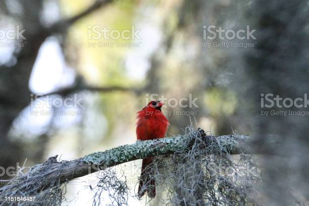 Detail Burung Kardinal Merah Nomer 22