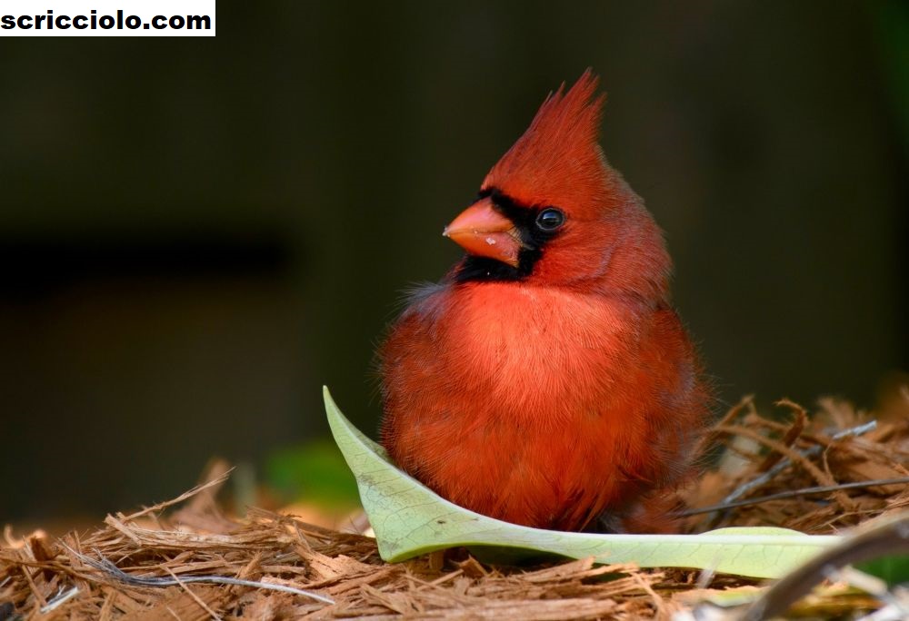 Detail Burung Kardinal Merah Nomer 24