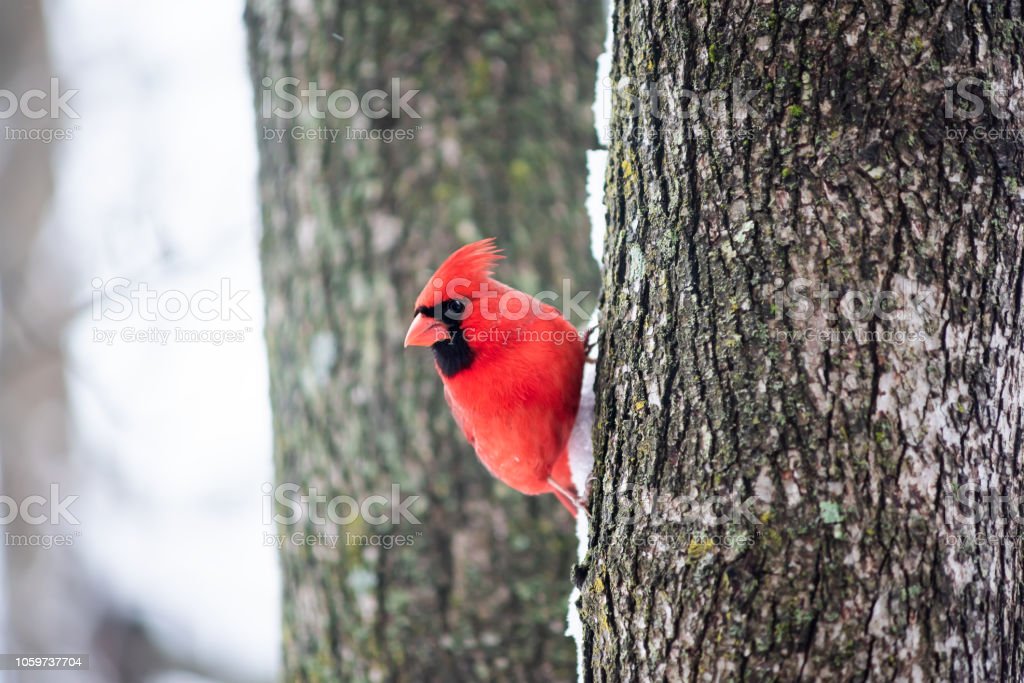 Detail Burung Kardinal Merah Nomer 27