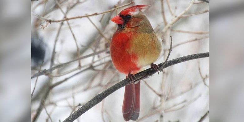 Detail Burung Kardinal Merah Nomer 31