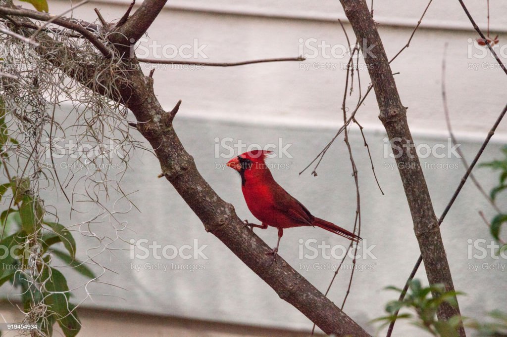 Detail Burung Kardinal Merah Nomer 32
