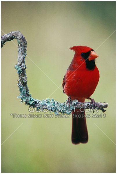 Detail Burung Kardinal Merah Nomer 34