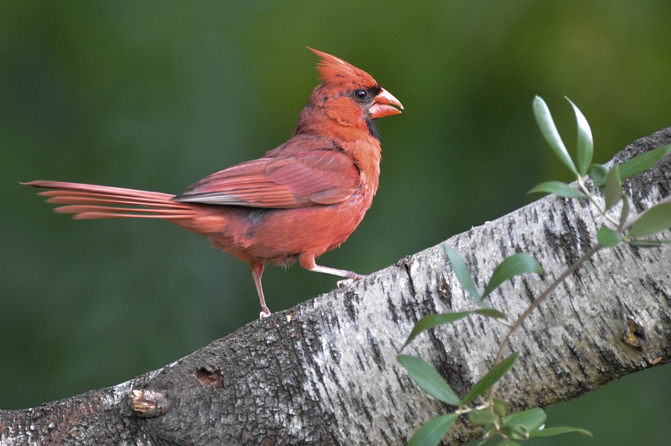 Detail Burung Kardinal Merah Nomer 41