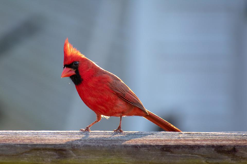 Detail Burung Kardinal Merah Nomer 42