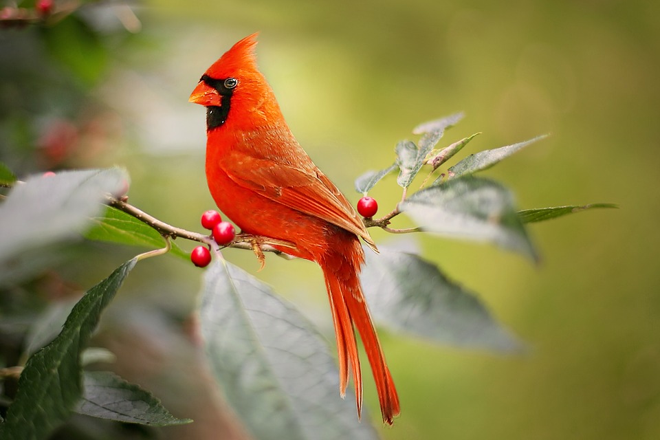 Detail Burung Kardinal Merah Nomer 43