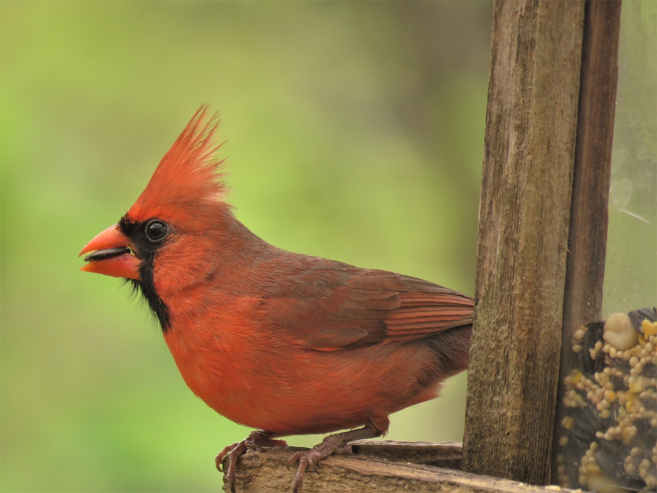 Detail Burung Kardinal Merah Nomer 46