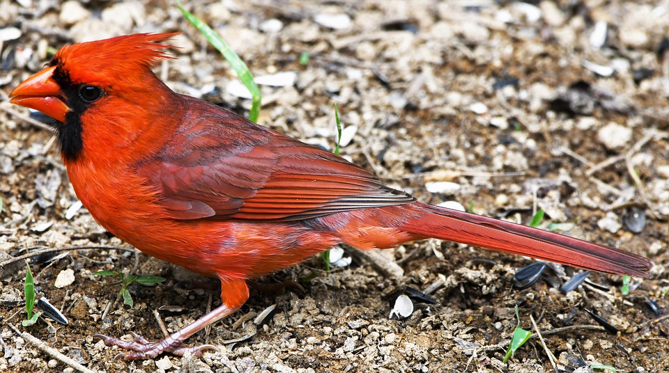 Detail Burung Kardinal Merah Nomer 47