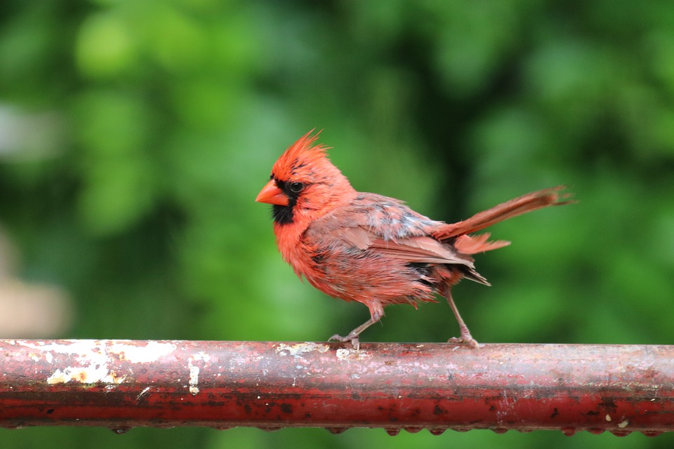 Detail Burung Kardinal Merah Nomer 49
