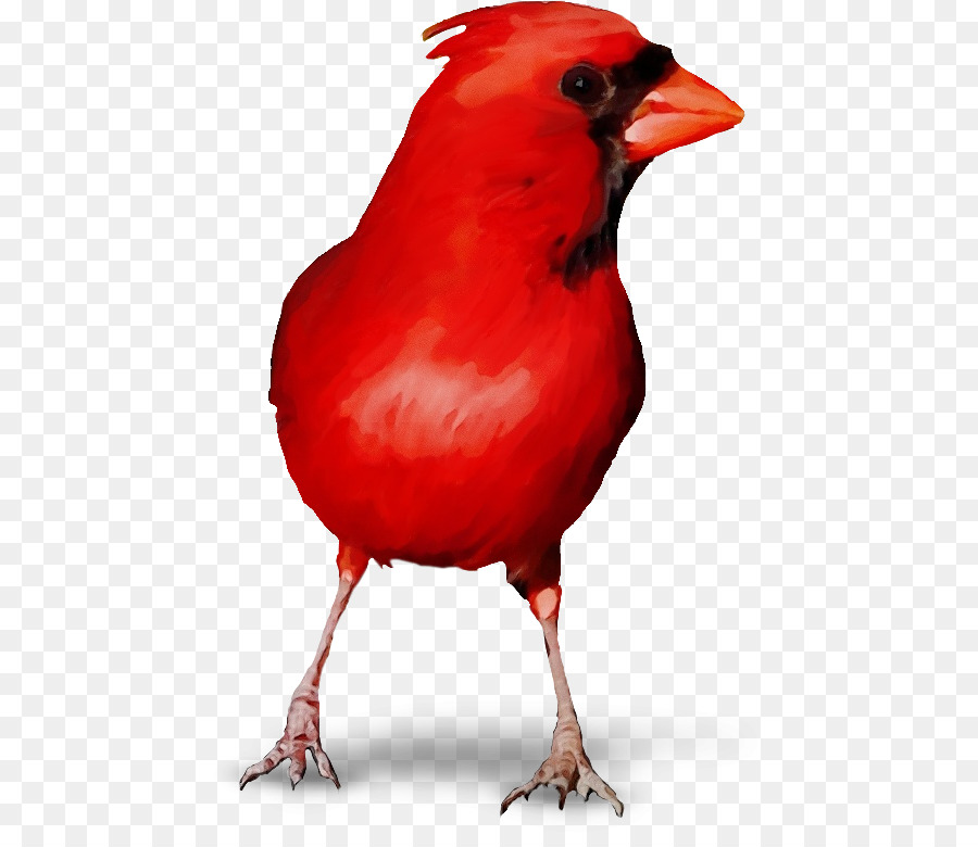 Detail Burung Kardinal Merah Nomer 50