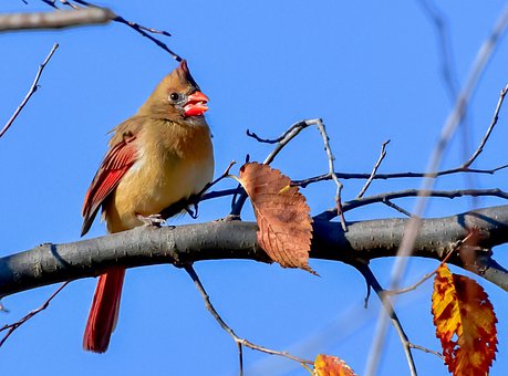 Detail Burung Kardinal Merah Nomer 54