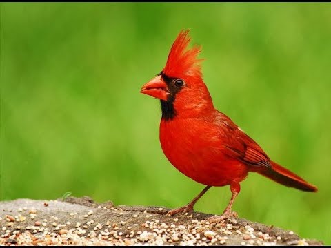 Detail Burung Kardinal Merah Nomer 7