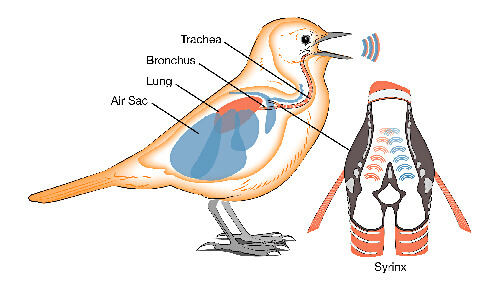 Detail Burung Kartun Gambar Sakit Nomer 35