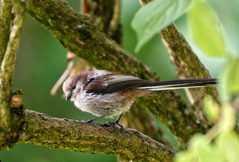 Detail Burung Kecil Ekor Panjang Nomer 2