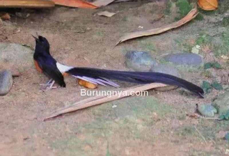 Detail Burung Kecil Ekor Panjang Nomer 17