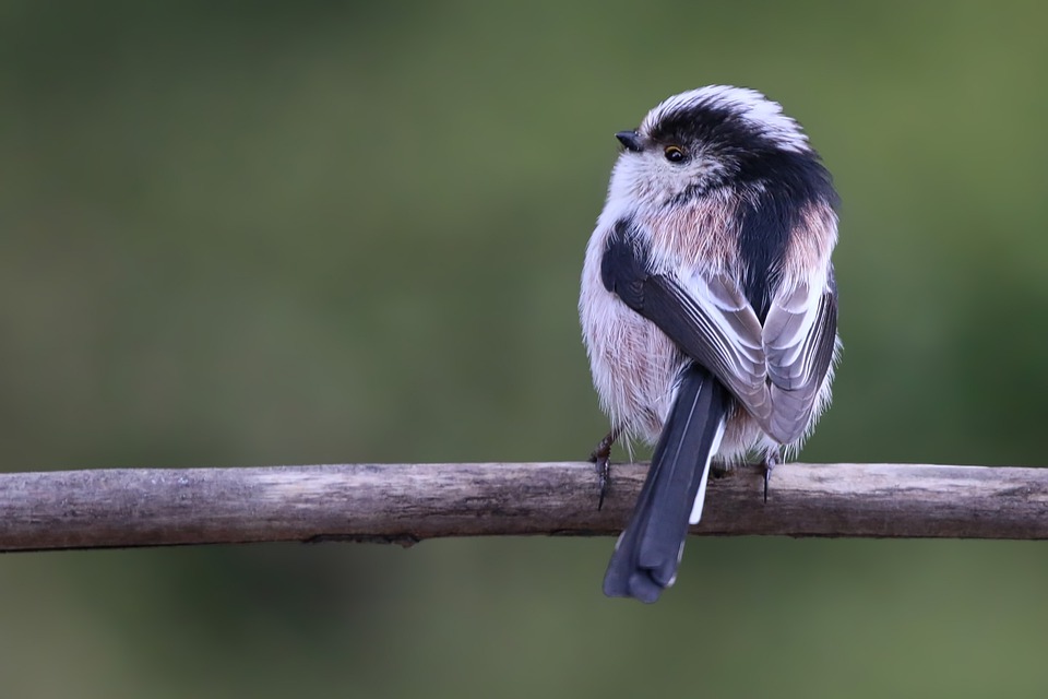 Detail Burung Kecil Ekor Panjang Nomer 27