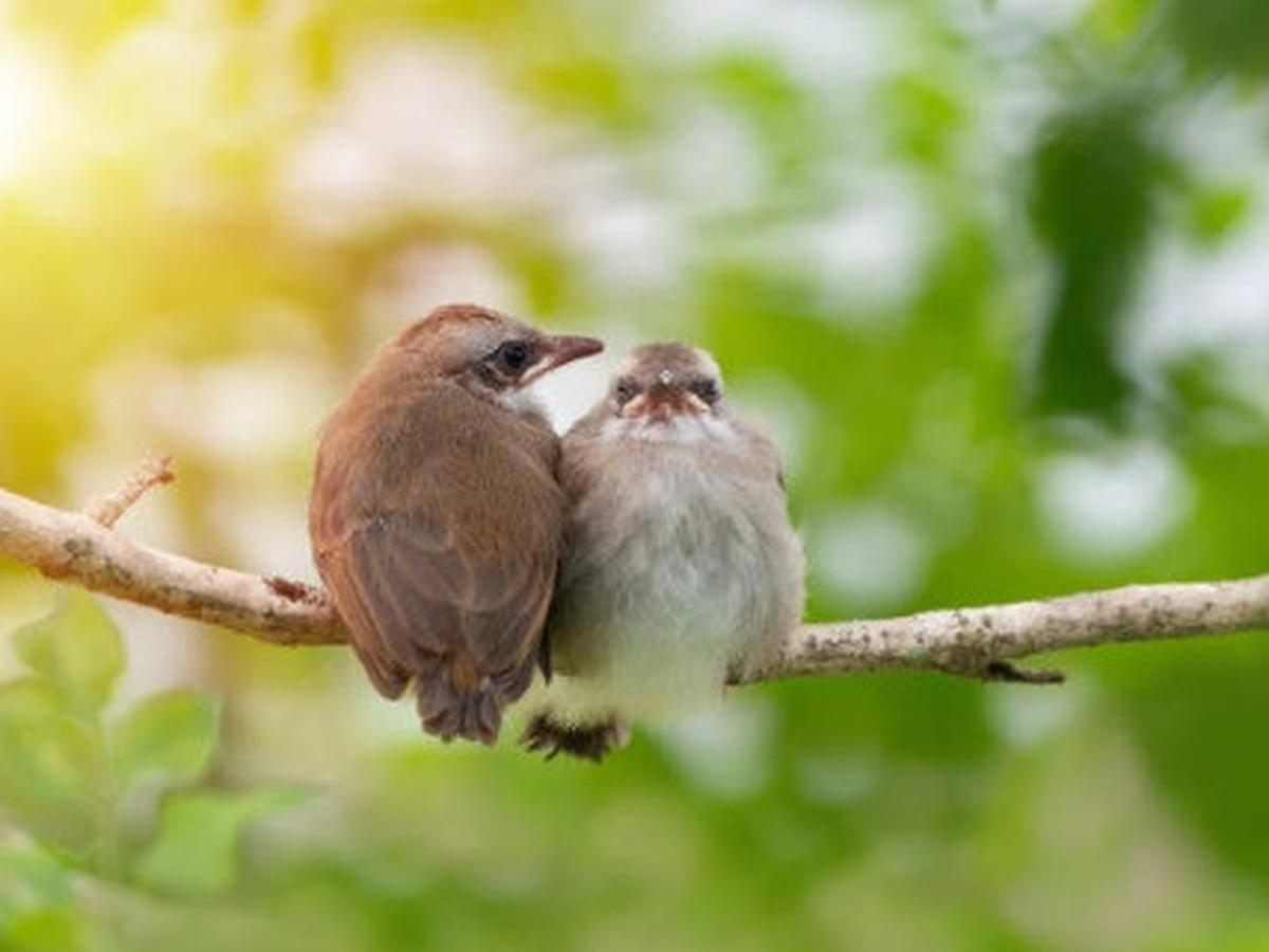 Detail Burung Kecil Ekor Panjang Nomer 29