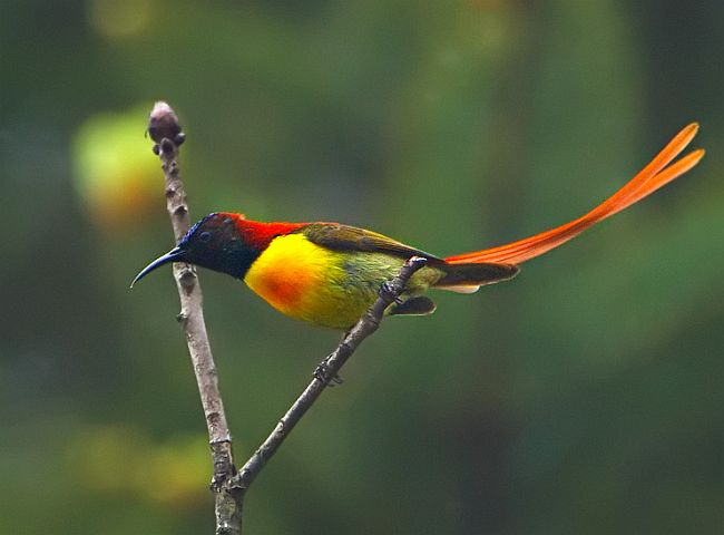 Detail Burung Kecil Ekor Panjang Nomer 4