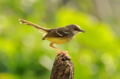 Detail Burung Kecil Ekor Panjang Nomer 33