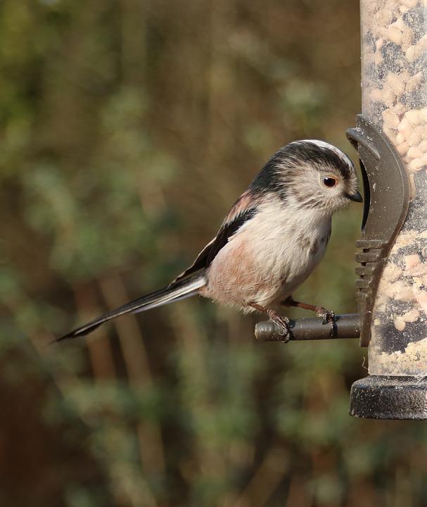 Detail Burung Kecil Ekor Panjang Nomer 35