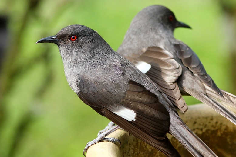 Detail Burung Kecil Ekor Panjang Nomer 37