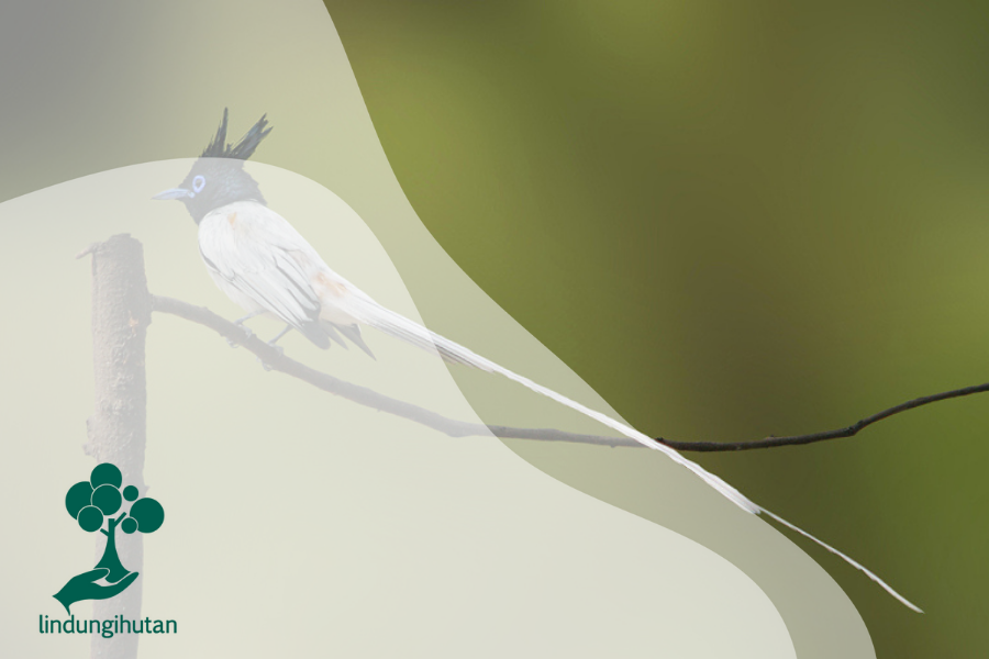 Detail Burung Kecil Ekor Panjang Nomer 40