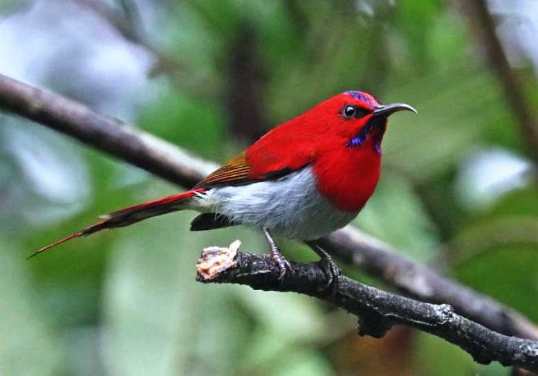 Detail Burung Kecil Ekor Panjang Nomer 41