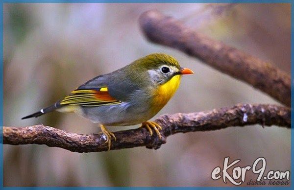 Download Burung Kecil Ekor Panjang Nomer 43