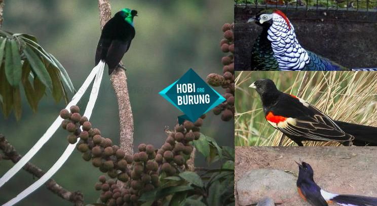 Detail Burung Kecil Ekor Panjang Nomer 46