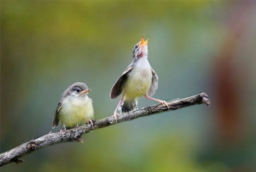 Detail Burung Kecil Ekor Panjang Nomer 48