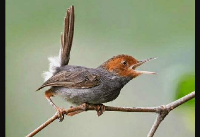 Detail Burung Kecil Ekor Panjang Nomer 50