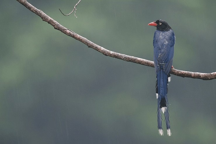 Detail Burung Kecil Ekor Panjang Nomer 8