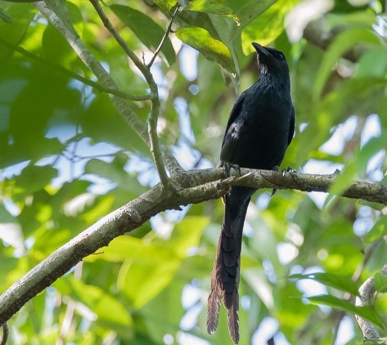 Detail Burung Kecil Ekor Panjang Nomer 9