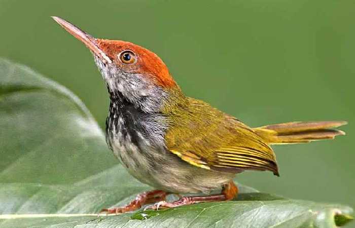 Detail Burung Kecil Kepala Merah Nomer 12