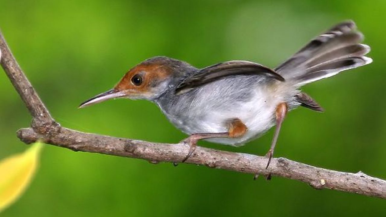 Detail Burung Kecil Kepala Merah Nomer 21