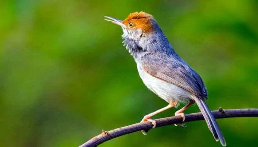 Detail Burung Kecil Kepala Merah Nomer 23