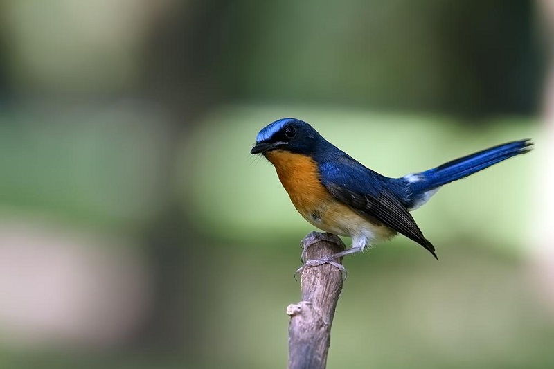 Detail Burung Kecil Kepala Merah Nomer 31