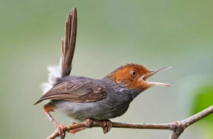 Detail Burung Kecil Kepala Merah Nomer 5