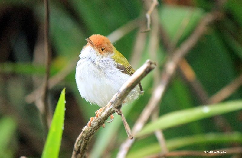 Detail Burung Kecil Kepala Merah Nomer 36