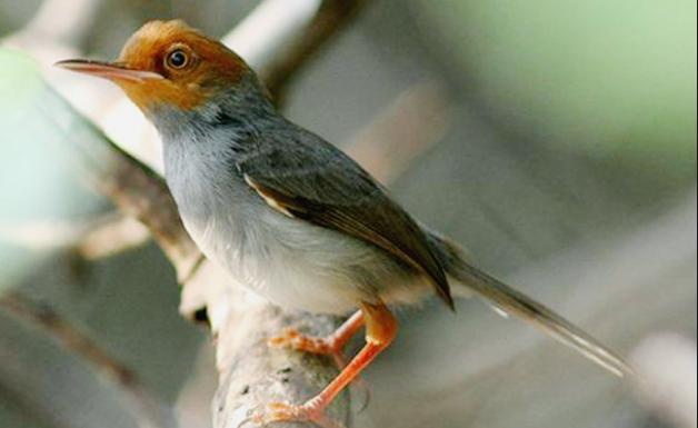 Detail Burung Kecil Kepala Merah Nomer 38