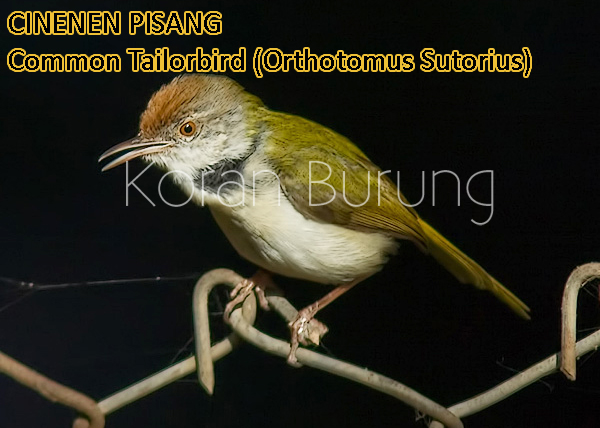 Detail Burung Kecil Kepala Merah Nomer 42