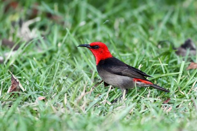 Detail Burung Kecil Kepala Merah Nomer 48