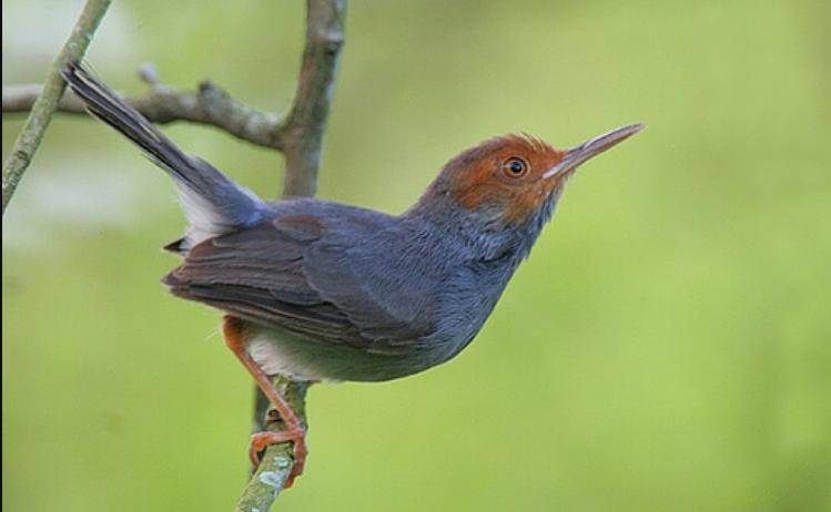 Detail Burung Kecil Kepala Merah Nomer 51