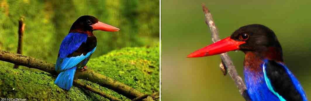 Detail Burung Kecil Paruh Panjang Nomer 21