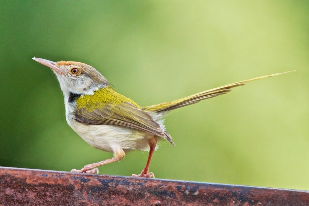 Detail Burung Kecil Paruh Panjang Nomer 5