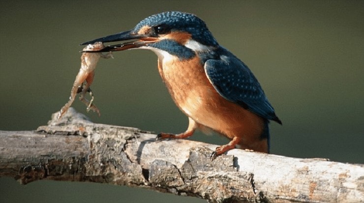 Detail Burung Kecil Paruh Panjang Nomer 41