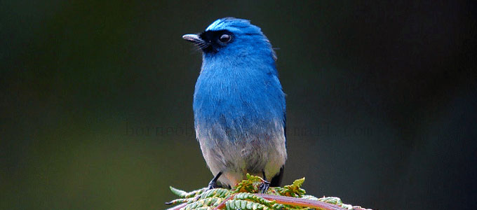 Detail Burung Kecil Warna Biru Nomer 11