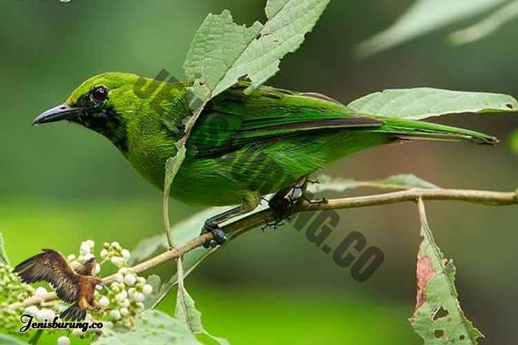 Detail Burung Kecil Warna Hijau Nomer 16