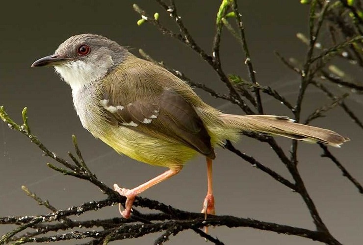 Detail Burung Kecil Warna Hijau Nomer 34