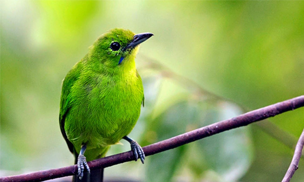 Detail Burung Kecil Warna Hijau Nomer 6